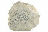 Pennsylvanian Plant Fossil (Lepidodendron) Plate - Kentucky #255641-1